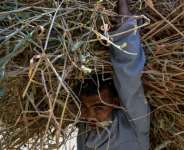 A farmer carries a load of wheat straw after threshing in a field in the village of Maraziq, about 30 kilometres south of Giza.  By Khaled DESOUKI (AFP/File)