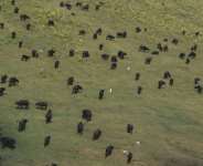 A herd of wild buffaloes roam a game reserve in the Chobe district of northern Botswana in September 2018.  By MONIRUL BHUIYAN (AFP/File)