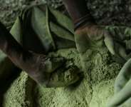 A Sudanese farmer cultivates henna amidst water shortages in El-Damer in the Nile River State.  By - (AFP)
