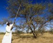 A Sudanese man using a sunki, a long wooden handled-tool with a sharp metal edge, to harvest gum arabic sap from an acacia tree.  By ASHRAF SHAZLY (AFP)