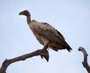 Ghanas Vanishing Vultures: A Silent Crisis with Deadly Consequences