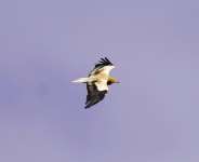 An Egyptian vulture flies over Gjirokaster, Albania.  By Raimond Kola (AFP)