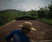 Brazil produced almost 300,000 tonnes of cocoa in 2024, according to the latest figures from the statistics agency. By MAURO PIMENTEL (AFP/File)