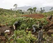 Burning tree trunks to produce charcoal for use as a cheap fuel is illegal in the protected rainforest in Sierra Leone.  By PATRICK MEINHARDT (AFP)