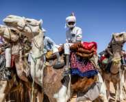 Camels are a vital feature of Saharan nomadic life.  By Joris Bolomey (AFP)