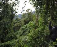 The Time To Mourn For Our Forests Has Unfortunately Arrived!!! We Failed Ghana!!!!
