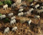 Africa’s wildlife is under threat, warns World Animal Protection