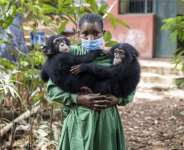 Esther (L) and Rio (R) are just two of the many chimpanzees the park has saved.  By PATRICK MEINHARDT (AFP)