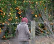 Factories, farms and ordinary households across South Africa are scrambling for labour after thousands of foreign workers left.  By RODGER BOSCH (AFP)