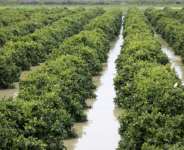 Farmers in the North African kingdom have for the past few years endured severe drought.  By - (AFP)