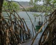 For the past 20 years, Millicent Turay has supported her family by collecting mangrove oysters.  By Gemma Bonfiglioli (AFP)
