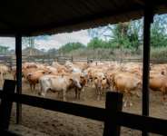 Gabon imports the vast majority of its beef.  By Nao Mukadi (AFP)