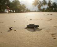 Gabons 900 kilometres (560 miles) of coastline is home to four species of sea turtles.  By Cyril VILLEMAIN (AFP)