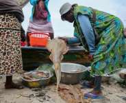 Guitarfish are among the worlds most threatened marine fish, red-listed as critically endangered by the International Union for Conservation of Nature.  By Nipah Dennis (AFP)