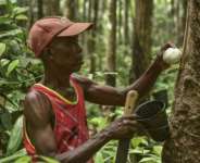 Harry Somah collects rubber from a tree on his farm in Grand Bassa County, Liberia.  By MATTHEW JACOBS (AFP)
