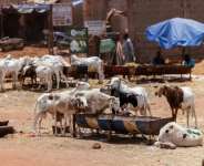 Herders and traders are struggling to bring animals to Bamako.  By - (AFP)