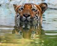 India, which is home to around 70 percent of the worlds tiger population, has long played a leading role in big cat conservation.  By Punit PARANJPE (AFP)