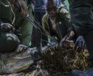 Kenya Wildlife Service aims to relocate 30 crocodiles this week.  By Tony KARUMBA (AFP)