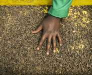 Kenyan farmers have turned to bugs in the search for alternatives to chemical fertilisers.  By Tony KARUMBA (AFP)