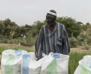Moussa Ndiaye harvested some 20 sacks of rice from his paddy, which was part of a study on rice, fish and the parasitic disease schistosomiasis.  By PATRICK MEINHARDT (AFP)