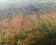 One million animals -- including antelopes -- migrate through the South Sudanese site each year, leaving scars visible from the sky.  By TONY KARUMBA (AFP)