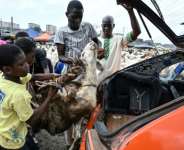 Prices for sheep have shot up in Ivory Coast as animals have been harder to come by.  By Issouf SANOGO (AFP)