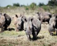 South Africa is home to the worlds largest rhino population.  By Luca Sola (AFP/File)