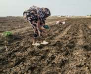 Sudanese farmers struggle with delayed rains and low Nile water levels as El Nino climate conditions impact the worlds largest hunger crisis.  By - (AFP)