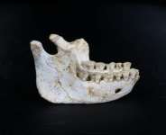 The 773,000-year-old lower jawbone found in Morocco. By Hamza Mehimdate (PROGRAMME PREHISTOIRE DE CASABLANCA/AFP)
