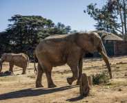 The elephants in the Johannesburg zoo are the last in an urban zoo environment on the entire continent, campaigners say. By Phill MAGAKOE (AFP)