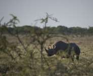 The Etosha National Park is home to 114 species, including the endangered black rhino.  By MARTIN BUREAU (AFP/File)