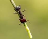 The Giant African Harvester Ant is among the prized by collectors around the world.  By SIMON MAINA (AFP)