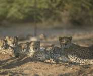 The long, slender, spotted felines yawn, stretch, and purr loudly as the staff approach the vast, highly protected complex run by Cheetah Conservation Fund (CCF) in the Geed-Deeble savannah of Somaliland.  By Tony KARUMBA (AFP)