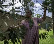 Traditional healer Mariam Kabika, seen cutting eucalyptus leaves, believes she has found a cure for Ebola.  By Glody MURHABAZI (AFP)