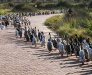 Using ducks to forage for insects is an environmentally friendly method of pest control.  By RODGER BOSCH (AFP)