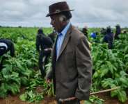 Zimbabwe is Africas leading producer of tobacco.  By Zinyange Auntony (AFP)
