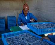 Zimbabwe is Africas third-largest blueberry producer. By Jekesai NJIKIZANA (AFP)