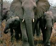 White Gold: The Plight of Africa’s Elephants