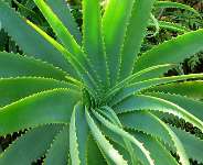 Aloe Vera The Natural Healer