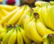 Does eating bananas make you gain or lose weight?