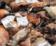 No BushMeat Christmas