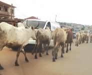Of Cattle Colonialism And Cataclysmic Criminalities