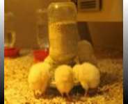Third avian flu outbreak recorded.