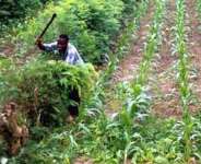The impact of climate change on crop farming: The Ghanaian traditional farming season needs a review