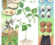 Gm And Seed Industry Eye West Africa’s Lucrative Cowpea Seed Market