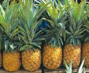 Pineapple Dust from The Tamarind Galaxy part one