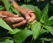 Misconceptions about the Plant Breeders’ Rights System