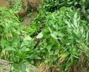 Professor Who Claims Ewedu Cures Ebola To Be Arrested By NAFDAC