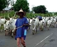 Cows, Herdsmen And Subsidies
