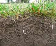 GMO Imposition On Ghanaians, Lessons From Argentina